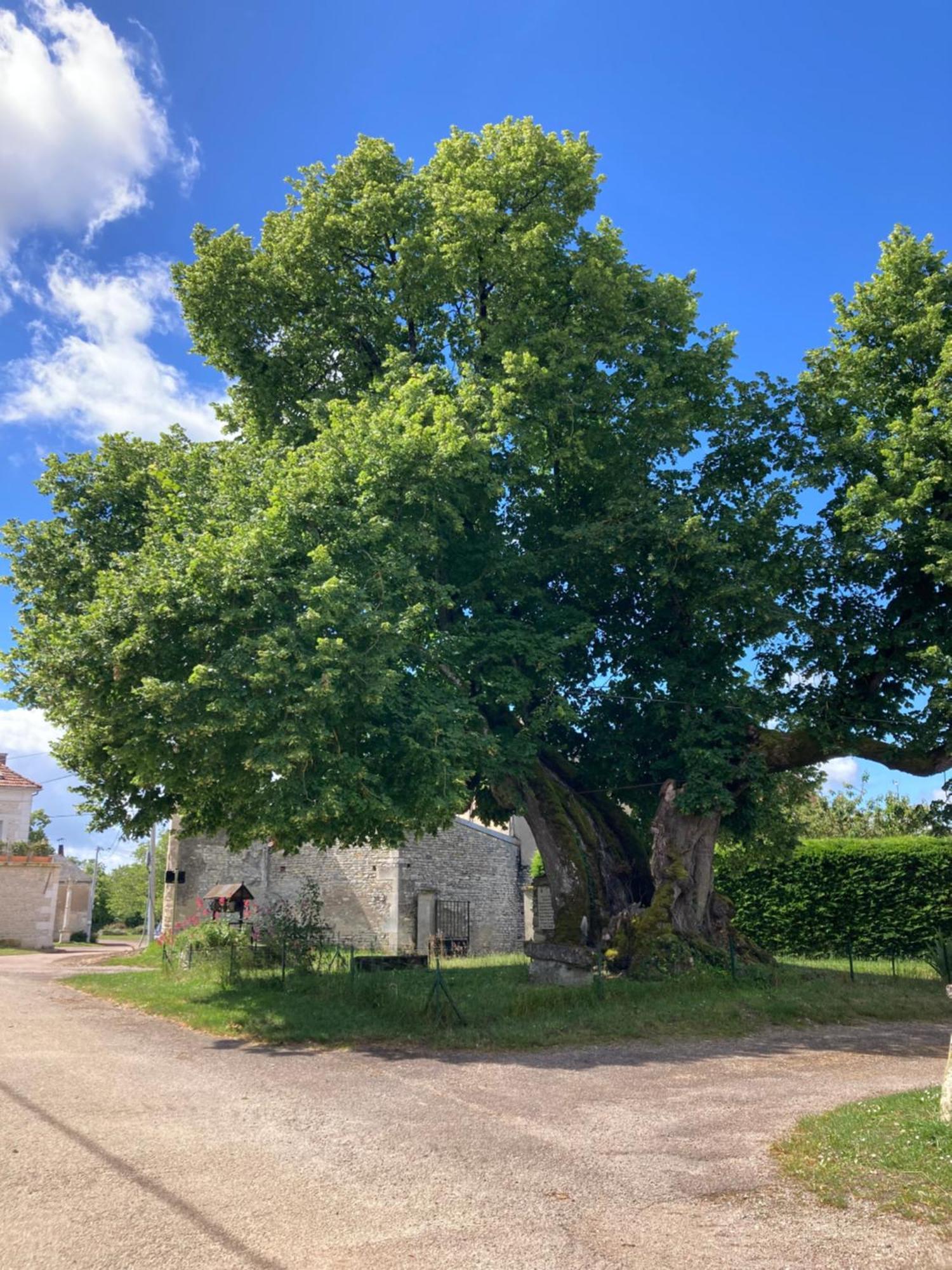 Longere Campagne 10 Pers. Proche Guedelon Villa Sougeres-en-Puisaye Dış mekan fotoğraf